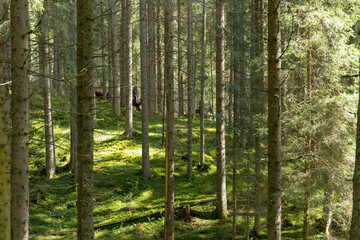 Sottobosco di montagna