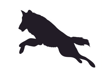 wolf runs, image silhouette, vector