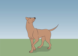 dog running, color, vector