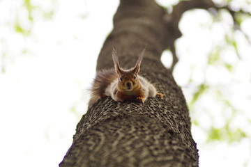 squirrel