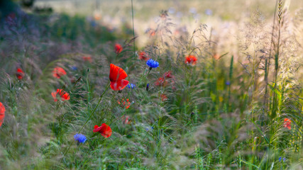 Fototapeta premium poppy