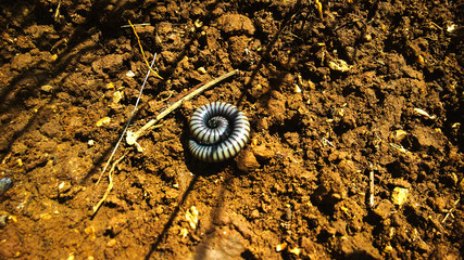 Hundertfüßler im National Park Sierra de Irta (Spanien)