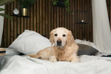 Golden retriever pure breed puppy dog on coat and pillows on bed in house or hotel. Scandinavian styled with green plants living room interior in art deco apartment. Pets friendly concept