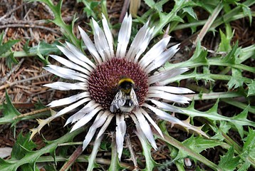bee and bloom thistle