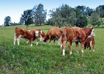 Fototapeta na wymiar cow and grazing 