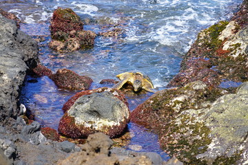 A wild Honu giant Hawaiian green sea turtle getting out of the water onto rocks on the Maui shore, Hawaii 