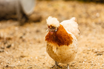 Beautiful colorful hen closeup outside