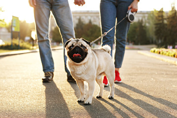 Funny puppy of pug sitting on floor near couple owners feet on concrete walkway at park. Female & male walking young pure breed pedigree dog on leash, sunset light. Background, copy space, close up. - Powered by Adobe