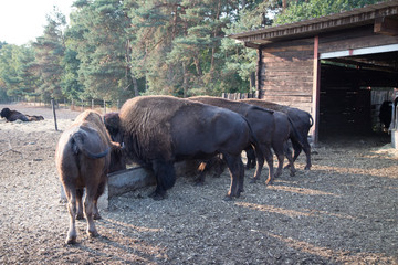 american bison buffalo herd on a sunny day