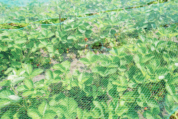 Strawberry plants under a protective net.