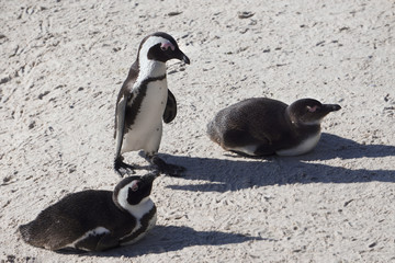 Fototapeta premium Brillenpinguine (Spheniscus demersus) am Boulders Beach in Simon's Town