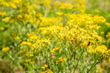 Obraz premium Jacobaea vulgaris plants.