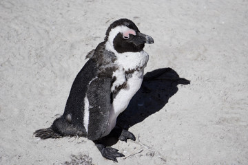 Obraz premium Brillenpinguin (Spheniscus demersus) in der Mauser