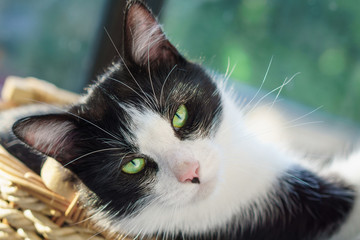 Lazy Relaxed Beautiful Domestic Black White Short Hair Green Yellow Eyes Cat  Looking Straight Towards Camera. .Ghostly serious Look. Close Up, Horizontal, Selective Focus.