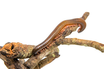 Millipede on the branch, Isolated on white background