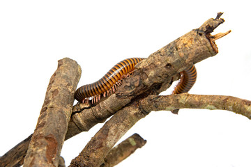 Millipede on the branch, Isolated on white background