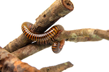 Millipede on the branch, Isolated on white background