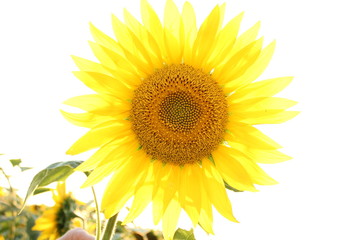sunflower, flower, yellow, nature, summer, plant, field, sun, isolated, agriculture, green, leaf, bright, white, sunflowers, beauty, beautiful, blossom, petal, flowers, sky, spring, color, blue, objec