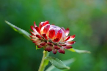 Red and yellow straw flowers (xerochrysum bracteatum) growing in the garden