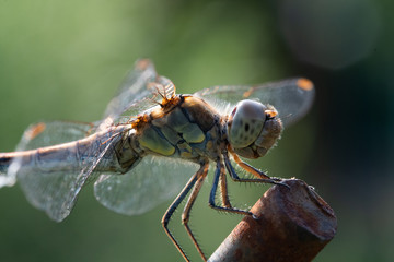 Dragon Fly