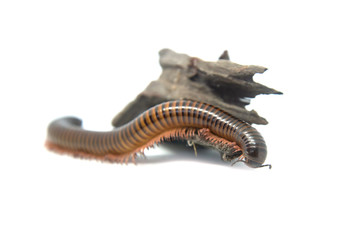 Millipede on the branch, Isolated on white background