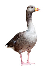 Gray goose isolated on a white background