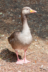 Single gray goose in a park