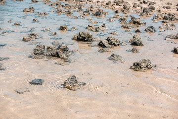 Detail of Beach of Lanzarote, Spain