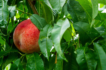Ripe peach