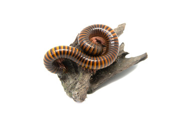 Millipede on the branch, Isolated on white background