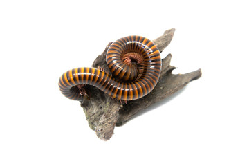 Millipede on the branch, Isolated on white background