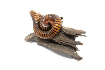 Millipede on the branch, Isolated on white background