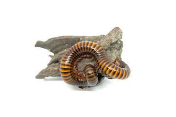 Millipede on the branch, Isolated on white background