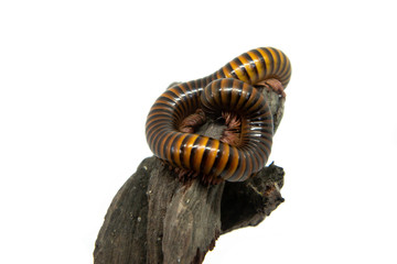 Millipede on the branch, Isolated on white background