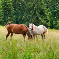 Naklejka na ściany i meble A pair of beautiful horses are grazing in a forest meadow.
