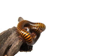 Millipede on the branch, Isolated on white background