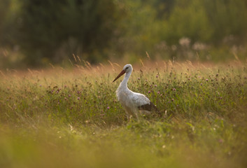 Obraz premium Stork at sunset 
