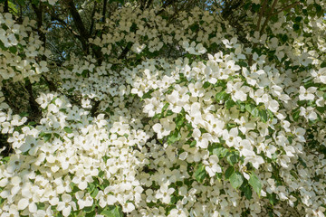 Dogwood tree in bloom.