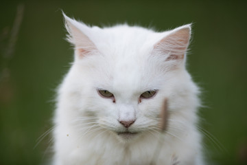 Upset evil white long fur cat