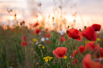 Poppies closeup