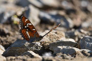 Butterfly on the rocks