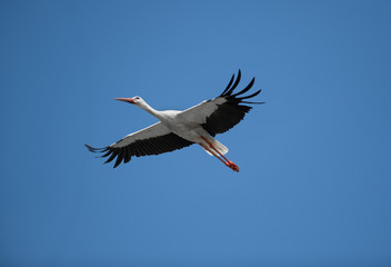 Stork in flight blue sky