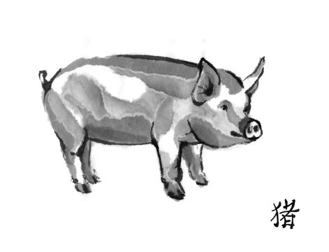 Pig sumi-e illustration. Domestic swine oriental ink wash painting with Chinese hieroglyph "pig". Symbol of the eastern new year. 