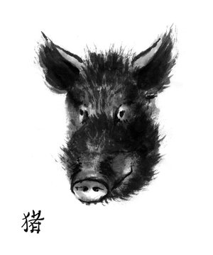 Pig sumi-e illustration. Head of wild boar oriental ink wash painting with Chinese hieroglyph "pig". Symbol of the eastern new year. 