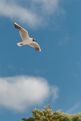 Single black-headed gull flying on a sunny day