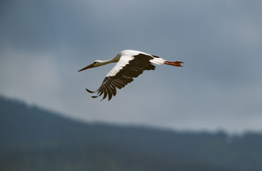 Fototapeta na wymiar Stork in flight