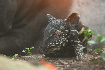 newborn of baby tarpir