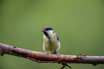 Great tit on a branch