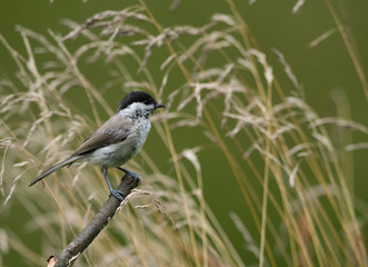 Obraz premium Juvenile young Blackcap