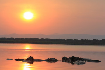 Hippos im Lake George Kasenyi Village Uganda